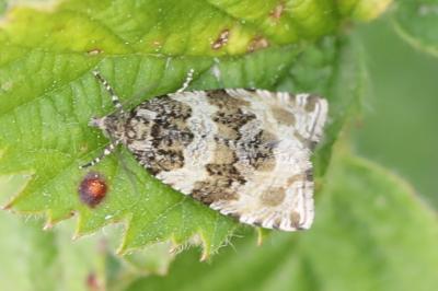 <i>Orthotaenia undulana</i>
