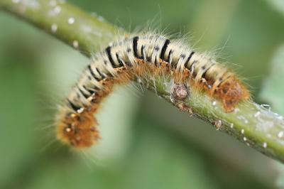 <i>Lasiocampa quercus</i>