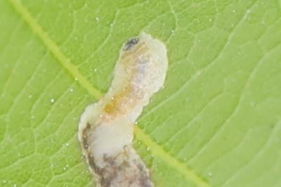 <i>Stigmella</i>