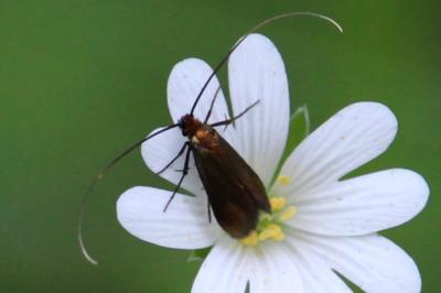 <i>Cauchas rufimitrella</i>