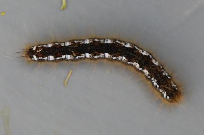Bombyx de l'Aubépine 