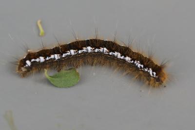 Bombyx de l'Aubépine 