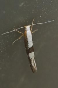 <i>Argyresthia spinosella</i>