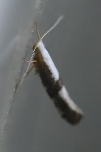 <i>Argyresthia spinosella</i>