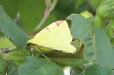 Citronnelle rouillée 