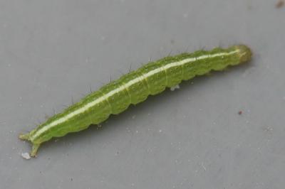 <i>Ypsolopha scabrella</i>
