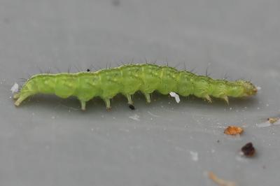 <i>Ypsolopha scabrella</i>