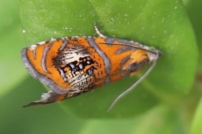 <i>Olethreutes arcuella</i>