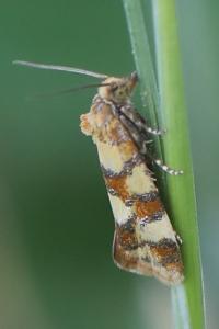 <i>Aethes tesserana</i>