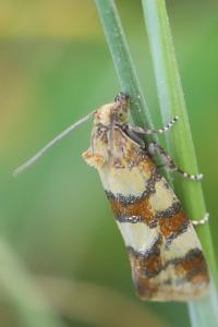 <i>Aethes tesserana</i>