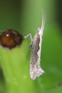 <i>Plutella xylostella</i>