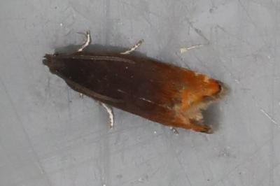 <i>Pammene rhediella</i>