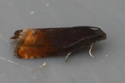 <i>Pammene rhediella</i>