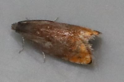 <i>Pammene rhediella</i>