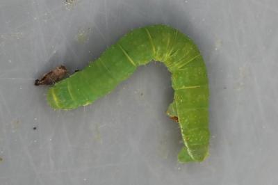 <i>Epirrita</i>