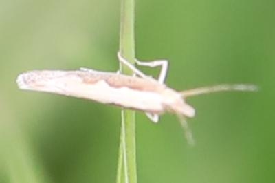 <i>Plutella xylostella</i>