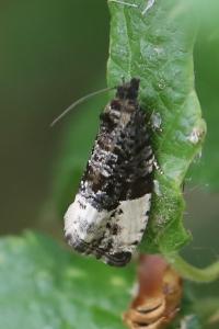 <i>Hedya pruniana</i>