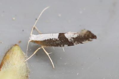 <i>Argyresthia spinosella</i>