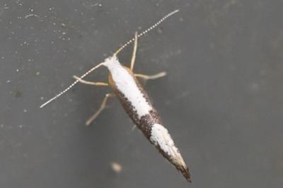 <i>Argyresthia spinosella</i>