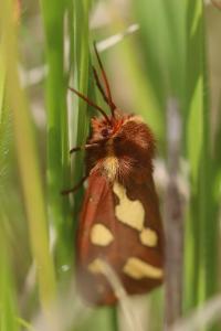Ecaille des steppes