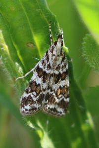 <i>Scoparia pyralella</i>