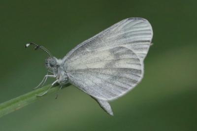 Piéride du Lotier 