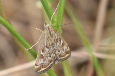 <i>Loxostege sticticalis</i>