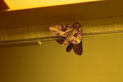 <i>Lacanobia</i>