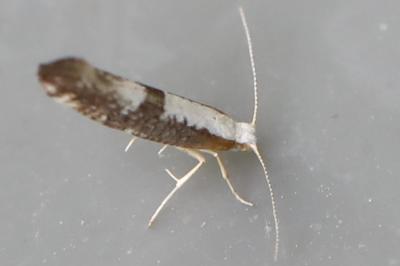 <i>Argyresthia spinosella</i>
