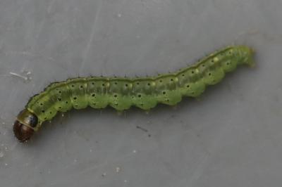 <i>Agonopterix ciliella</i>