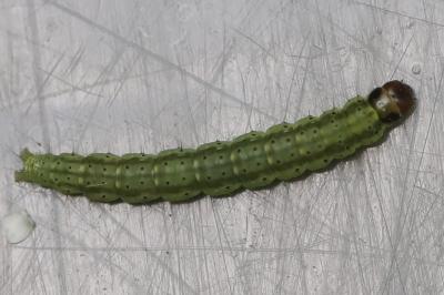 <i>Agonopterix ciliella</i>