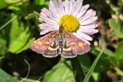 <i>Pyrausta purpuralis</i>