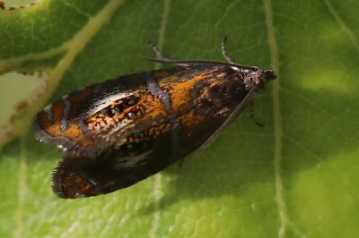 <i>Olethreutes arcuella</i>