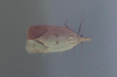 <i>Agapeta hamana</i>
