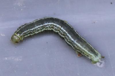 Cheimatobie hiémale 