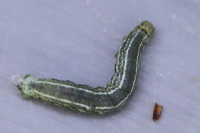 Cheimatobie hiémale 
