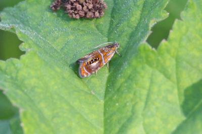 <i>Olethreutes arcuella</i>