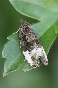 <i>Hedya pruniana</i>