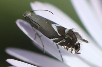 <i>Glyphipterix simpliciella</i>