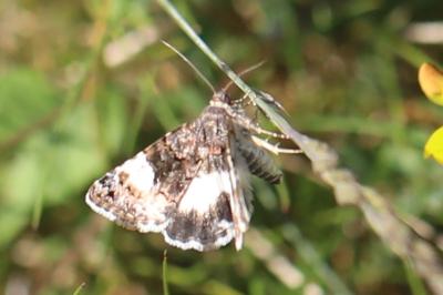 Noctuelle en deuil 