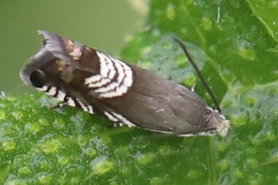 <i>Grapholita compositella</i>