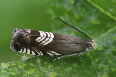 <i>Grapholita compositella</i>