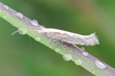 <i>Plutella xylostella</i>