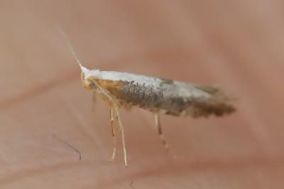 <i>Argyresthia spinosella</i>