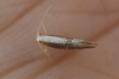 <i>Argyresthia spinosella</i>