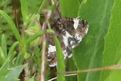 Noctuelle en deuil 