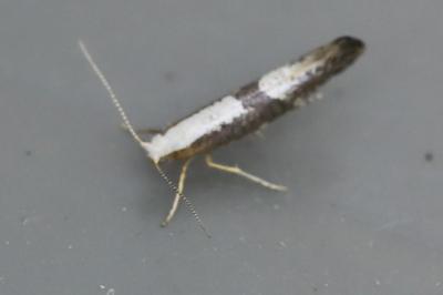 <i>Argyresthia spinosella</i>