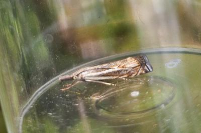 <i>Crambus lathoniellus</i>