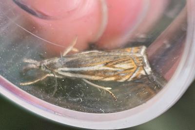 <i>Crambus lathoniellus</i>