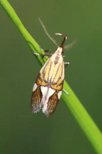 <i>Alabonia geoffrella</i>
